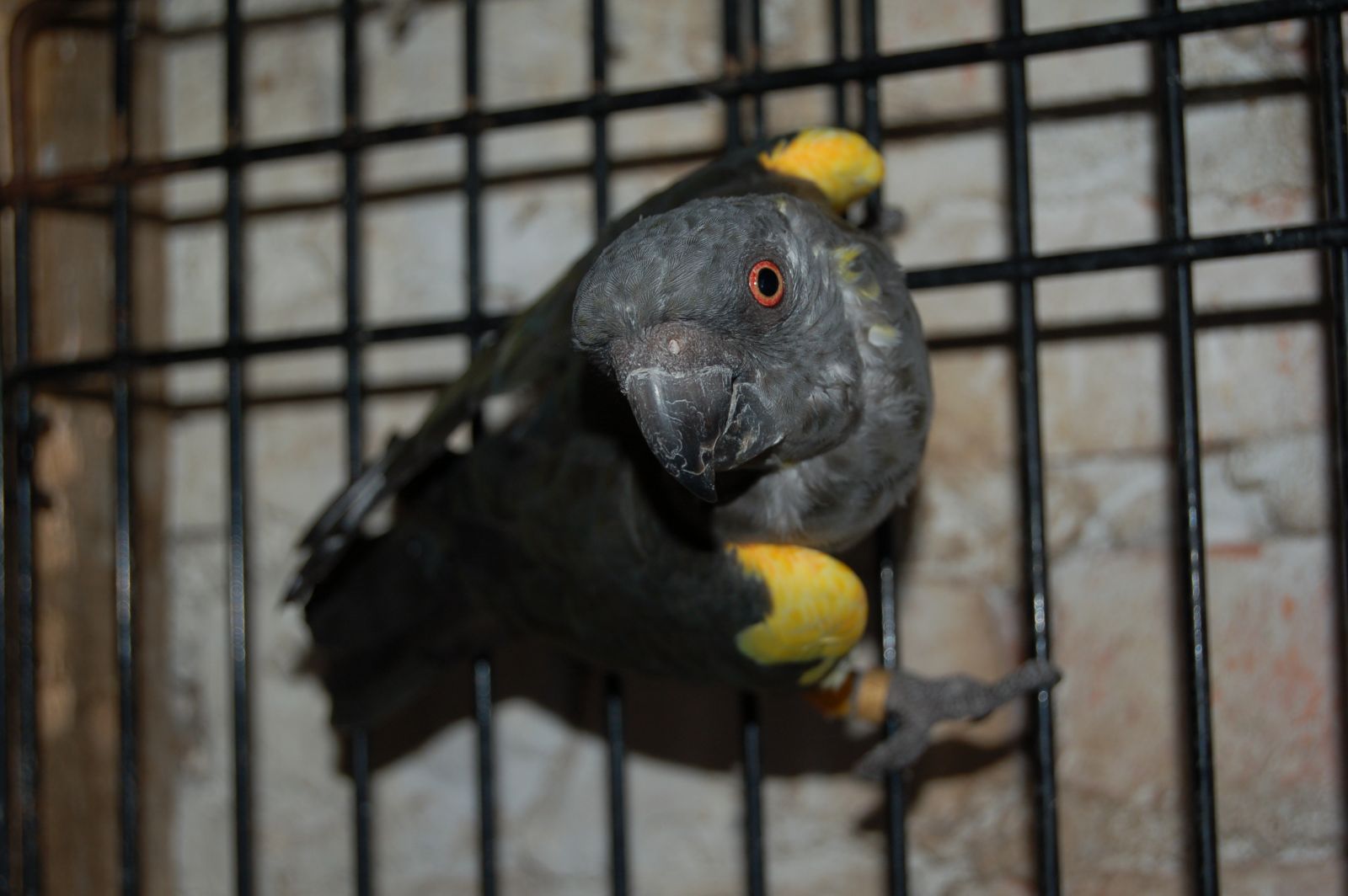 De ruppels papegaai, een stressgevoelige vogel